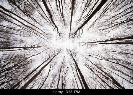 Beech forest in winter, wide angle view Stock Photo