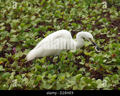 Egret on shoreline vegetation at Negombo in  Sri Lanka with a wriggling lizard it has just caught by stealth Stock Photo