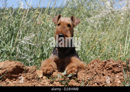 Dog Airedale Terrier / Waterside Terrier adult lying on the ground Stock Photo