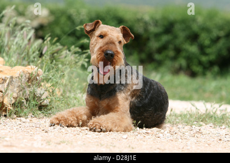 Dog Airedale Terrier / Waterside Terrier adult lying on the ground Stock Photo