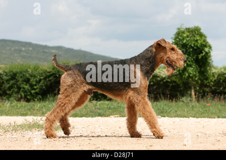 Dog Airedale Terrier / Waterside Terrier adult walking Stock Photo