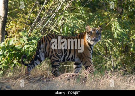 Yong male tiger (Panthera tigris tigris) poses on the edge of the forest in Bandhavgarh National Park India Stock Photo