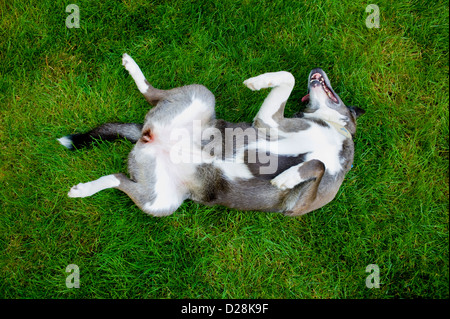 Happy dog playing in green spring grass Stock Photo