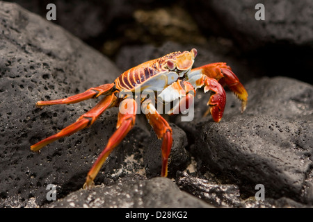 Sally Lightfoot crab Galapagos Islands