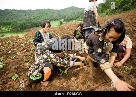 young girls from the Hmong Ethnic group, working on field, to product cabbage, in Chiang Mai, Thailand, Asia Stock Photo