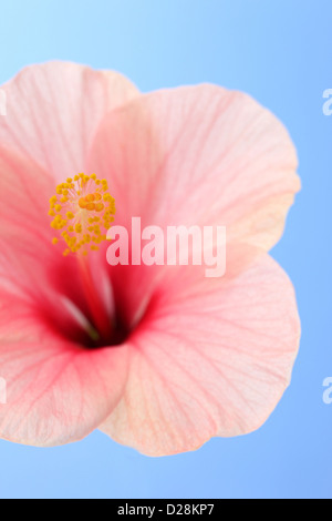 one pink hibiscus flower and blue sky in italy Stock Photo - Alamy