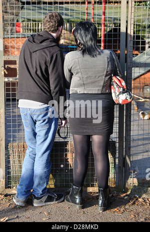 rear view of young couple looking at animals in a cage, Abbey Park, Leicester, England, UK Stock Photo