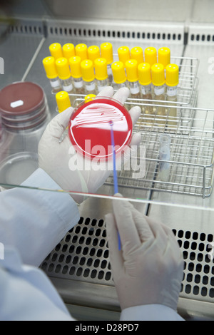 Muenster, Germany, MTA creates pathogen cultures at the Institute of Microbiology Stock Photo