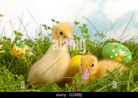 Two adorable yellow easter ducklings in grass with colorful easter eggs Stock Photo