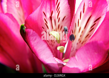 Pink Lily flower in full bloom. Shallow DOF, focus on center of flower. Stock Photo