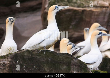 Northern Gannets nesting on rock ledges of seacliffs on Isle of Noss National Nature Reserve during summer breeding season in May Shetland Scotland UK Stock Photo