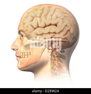 Male human head with skull and brain in ghost effect, side view. Anatomy image, on white background, with clipping path. Stock Photo