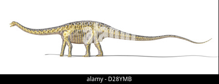 Diplodocus dinosaur photo-realistc rendering, with full skeleton superimposed. On white background with clipping path. Stock Photo