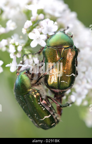 Mating Rose-chafer (Cetonia aurata) adult beetles on Common Valerian. Ariege Pyrenees, France. June Stock Photo