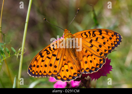 Marbled Fritillary butterfly (Brenthis daphne) adult male with wings open. Ariege Pyrenees, France. June Stock Photo