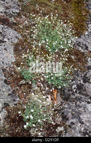 Rock Campion (Silene rupestris) flowering, growing on granite rock. Ariege Pyrenees, France. June Stock Photo