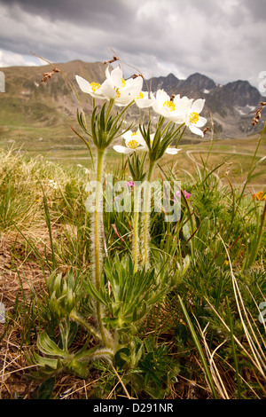 Narcissus-flowered Anemone (Anemone narcissiflora) flowering in an alpine meadow in the Pyrenees. Port d'Envalira, Andorra. Stock Photo