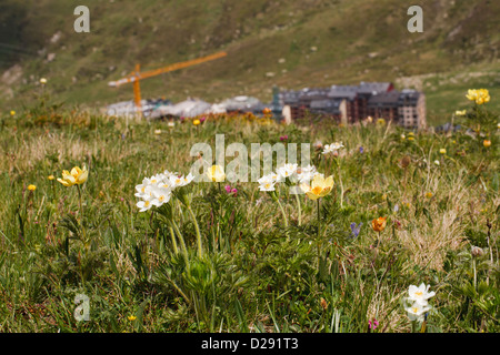 Narcissus-flowered Anemone and Yellow Alpine Pasque Flower flowering in an alpine meadow. Andorra. Stock Photo