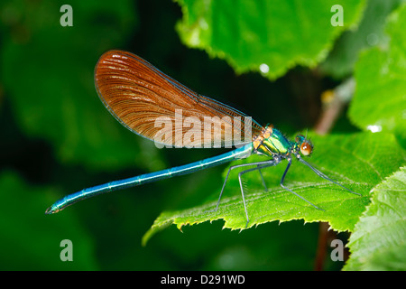 Male Beautiful Demoiselle (Calopteryx virgo meridionalis) resting on a leaf. Ariege Pyrenees, France. June Stock Photo