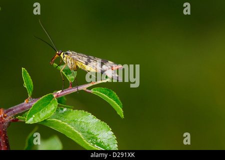 Female Scorpion Fly (Panorpa meridionalis) resting on a leaf. Ariege Pyrenees, France. June Stock Photo