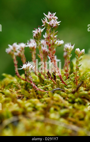 White Stonecrop (Sedum album) flowering on a stone wall. Ariege Pyrenees, France. June Stock Photo