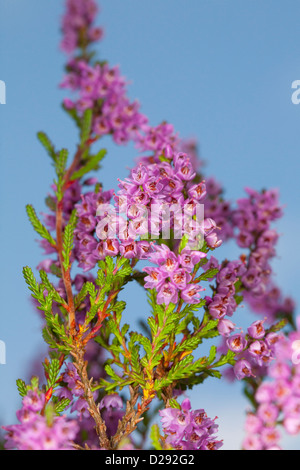 Flowers of Common Heather or Ling (Calluna vulgaris). Powys, Wales. September. Stock Photo