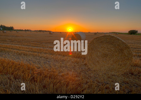 Fenland landscape at sunset. Large round straw bales in a recently harvested wheat field, Cambridgeshire, England. Stock Photo