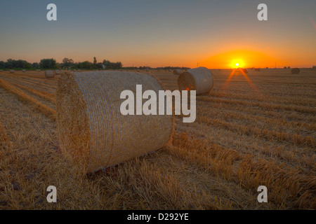 Fenland landscape at sunset. Large round straw bales in a recently harvested wheat field, Cambridgeshire, England. Stock Photo