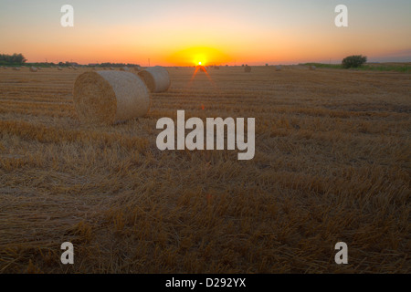 Fenland landscape at sunset. Large round straw bales in a recently harvested wheat field, Cambridgeshire, England. Stock Photo