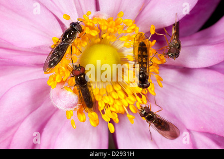 Hoverflies Melanostoma mellinum and scalare females (right) and a male and a female Platycheirus albimanus (left) in an Anemone.