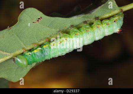 Full-grown larva of a Coxcomb Prominent moth (Ptilodon capucinai) feedind on an oak leaf. Powys, Wales. October. Stock Photo