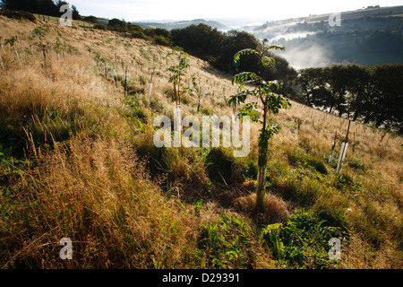 Young Rowan (Sorbus aucuparia) trees in newly planted woodland on a hill farm in Powys, Wales. October. Stock Photo