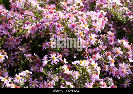 Aster x lateriflorus 'Coombe Fishacre' flowering in a garden. Powys, Wales. October. Stock Photo