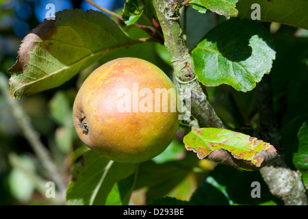 Cultivated Apple (Malus domestica) variety ' Rosemary Russet'. A dessert variety on an old tree in an orchard in Powys, Wales. Stock Photo