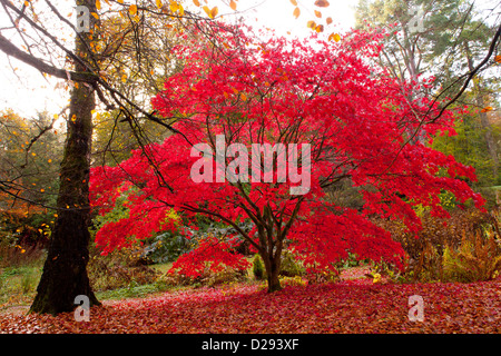 Japanese maple (Acer palmatum) tree in a woodland garden in Autumn. Gregynog Garden, Powys, Wales. October. Stock Photo