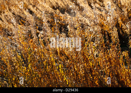 Dead stems of Rose-bay Willow-herb (Epilobium angustifolium) in Winter . Powys, Wales. November. Stock Photo