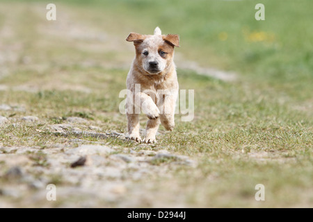 Dog Australian Cattle Dog puppy (Red) running Stock Photo