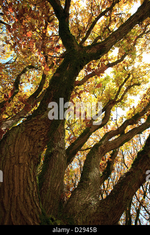 Looking up into a large mature Sessile Oak tree (Quercus petraea) in Autumn. Powys, Wales. November. Stock Photo