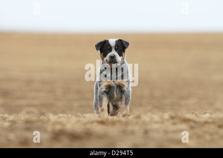 Dog Australian Cattle Dog puppy (Blue) standing face Stock Photo