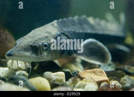 A sturgeon swims in an aquarium at an sturgeon exhibition in Wendisch Rietz near Storkow, Germany, 17 January 2013. The sturgeon was elected 2013 Fish of the Yaer in Brandenburg. Photo: PATRICK PLEUL Stock Photo