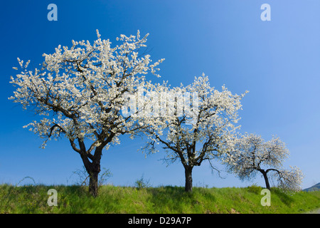 Spring landscape with flowering tre Stock Photo
