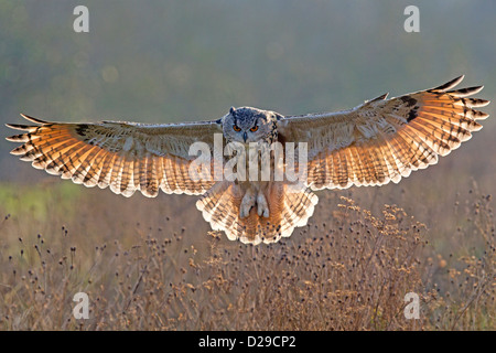 European Eagle Owl with wings spread, backlit Stock Photo