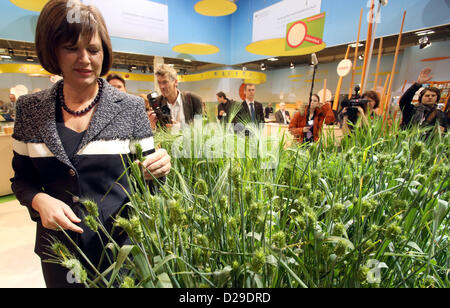 German Federal Agriculture Minister Ilse Aigner learns about a cornfield during a tour of the halls of her ministry at Green Week in Berlin, Germany, 17 January 2013. International Green Week is open to the public from 18 until 27 January 2013 in Berlin. Photo: WOLFGANG KUMM Stock Photo