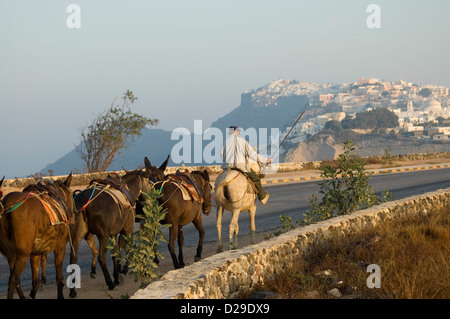 Greece, Santorini, Donkeys Stock Photo