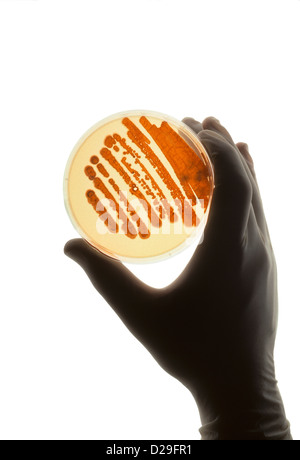 Petrie dish with bacteria used for Stock Photo