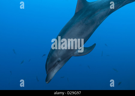 A bottlenose dolphin (tursiops truncatus) swimming in waters of Archipielago de Revillagigedo, Las Cuevitas divesite, Mexico