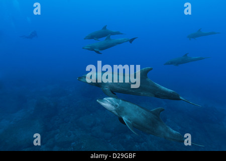 A pod of bottlenose dolphins (tursiops truncatus) swimming in waters of Archipielago de Revillagigedo, Las Cuevitas divesite Stock Photo