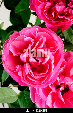 Beautiful pink rose in a garden (rose Stock Photo - Alamy