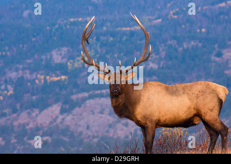A large bull Elk watches over his territory for other males during the annual rut in Rocky Mountain National Park, Colorado Stock Photo