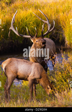 A bull Elk bugles are a member of his harem feeds in the morning sunlight in Rocky Mountain National Park, Colorado during Autum Stock Photo